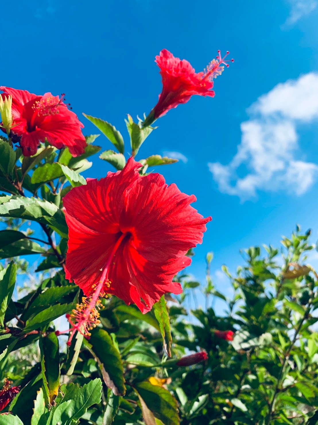 ｍ課長の花ことばシリーズ ハイビスカス編from宮古島