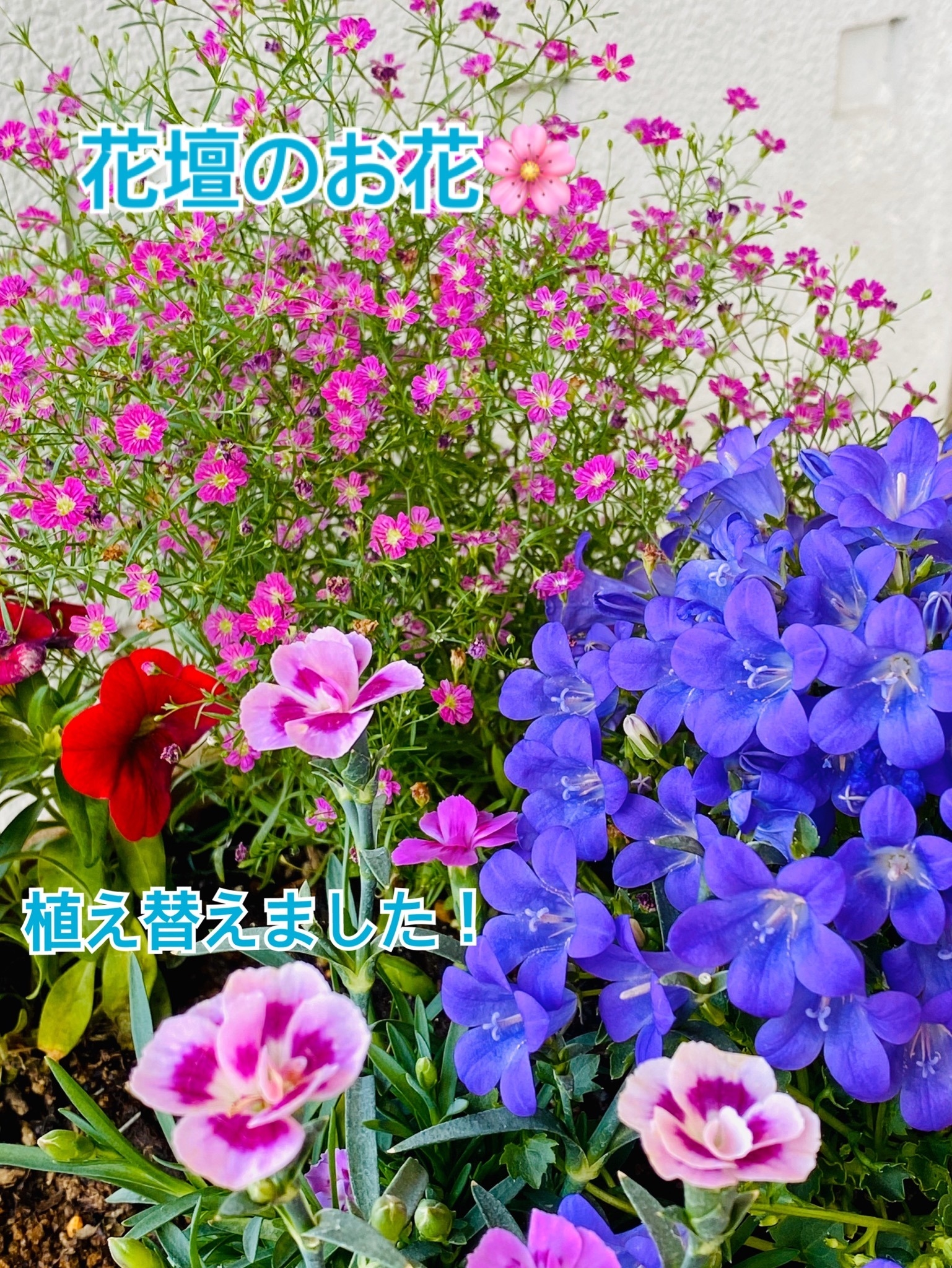 花壇のお花 植え替えしました