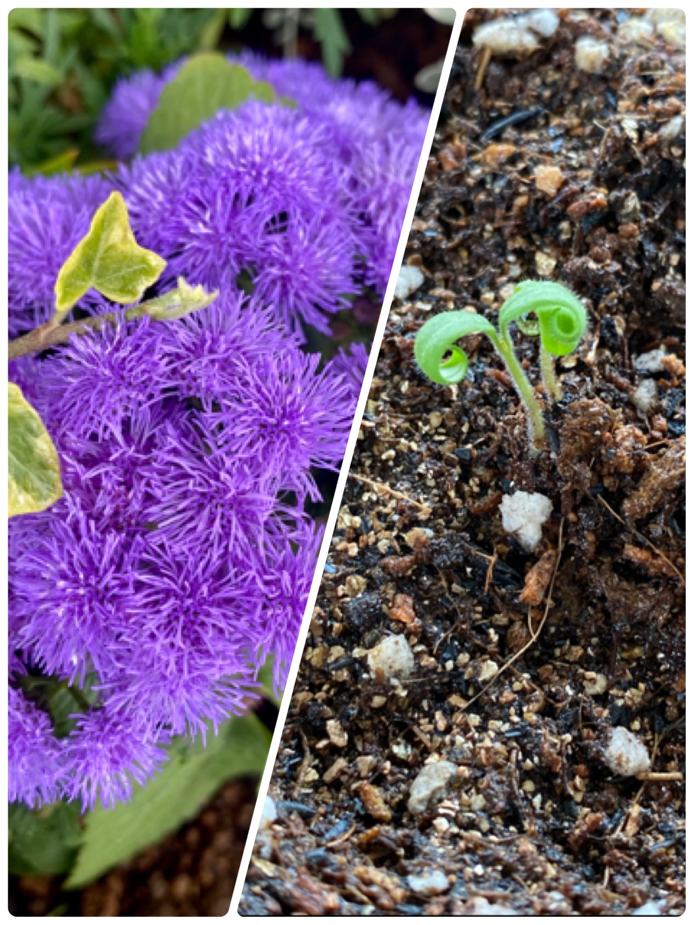 花壇のお花 植え替えしました